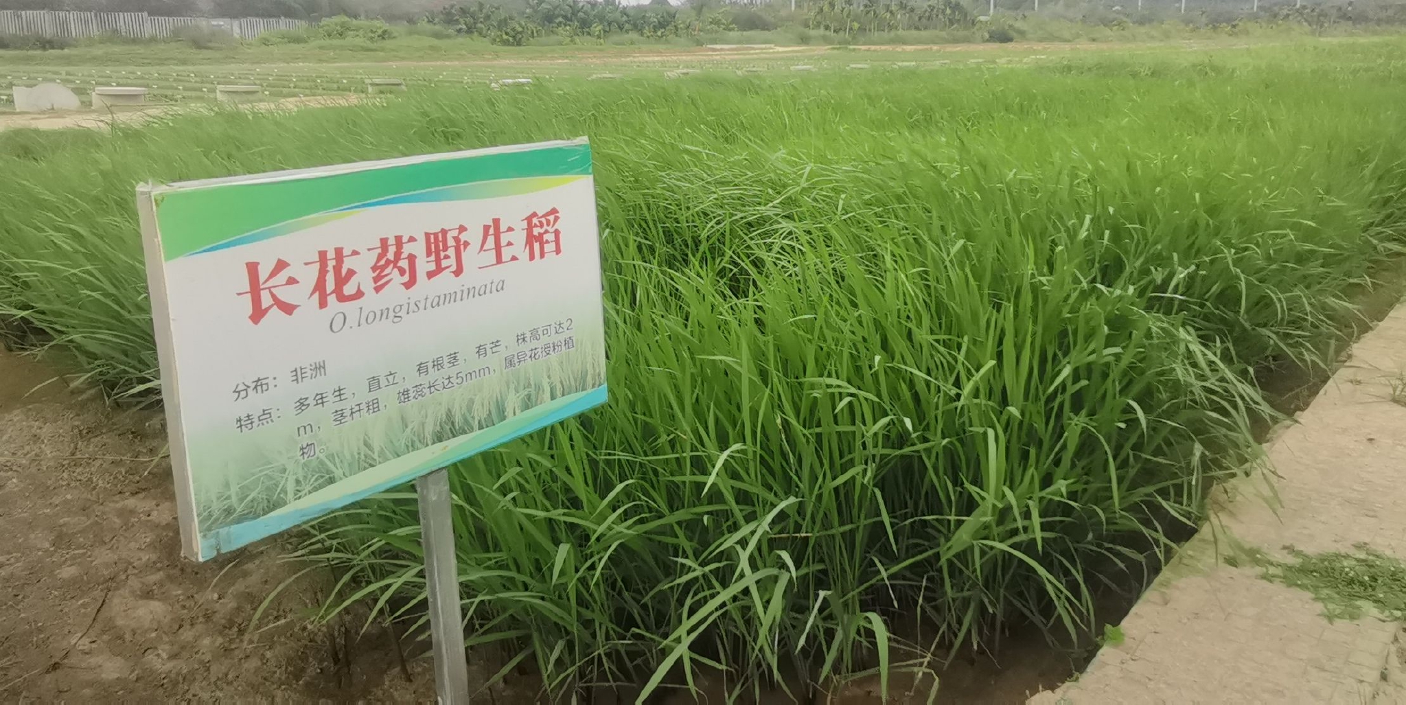 探访国家野生稻种质资源圃:已有21种野生稻1.