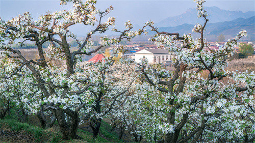 密云区不老屯镇漫山遍野的梨花盛开如雪,花香四溢,预示着又一个丰收之