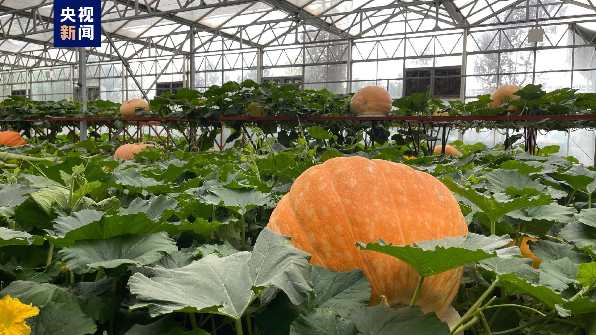 2000多个蔬菜品种亮相第二十四届中国(寿光)国际蔬菜科技博览会_新浪