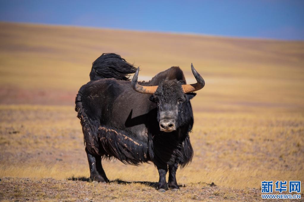 新华社发(边巴摄)