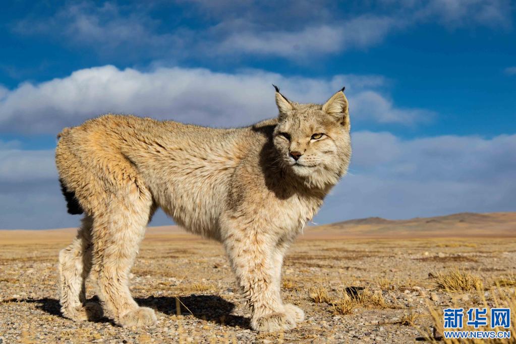 西藏改则县:野生动物的"天堂"|边巴_新浪财经_新浪网