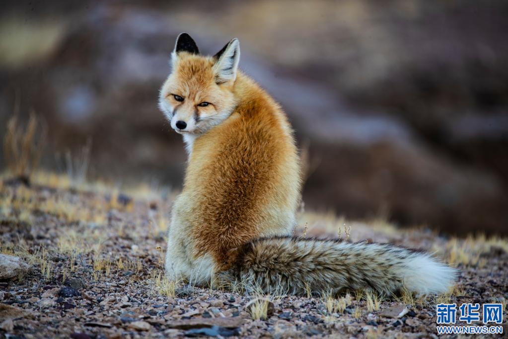 新华社发(边巴摄)