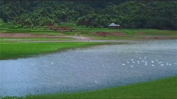 　　西双版纳千亩专属稻场