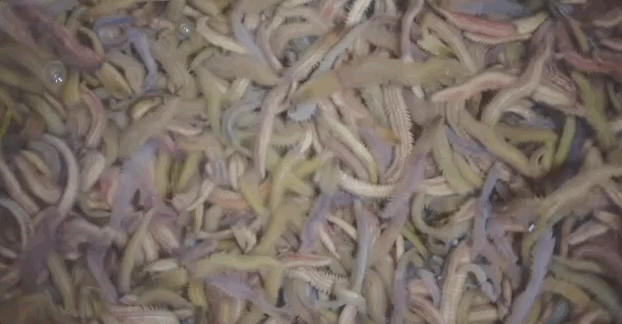 像是其他星系的物种，而不属于地球食物链的一环。