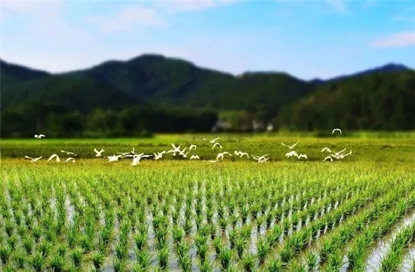 　　西双版纳千亩专属稻场