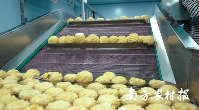 徐闻鲜切菠萝生产迎来机械化、智能化。受访者供图