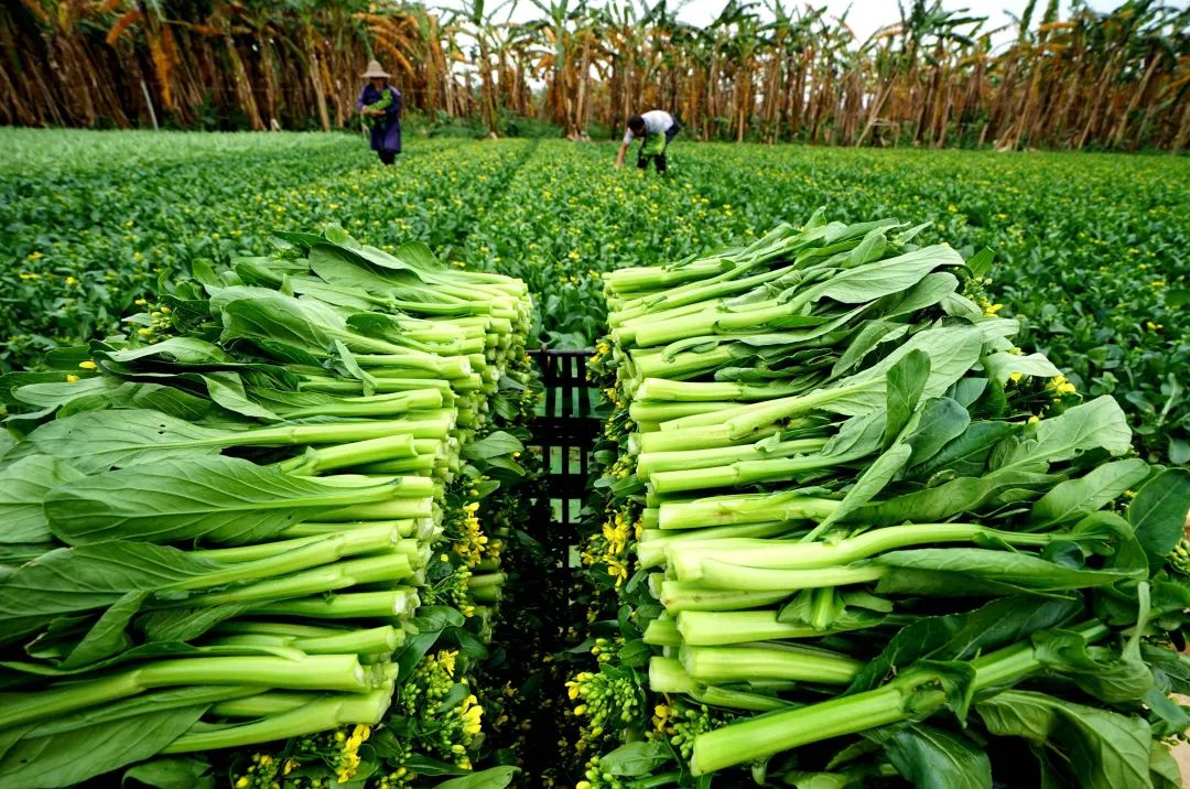 南海一蔬菜种植地,农民在收割菜心.