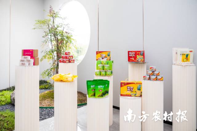 从菠萝干到鲜切菠萝,再到菠萝烤鱼,如今徐闻菠萝加工品丰富多样。