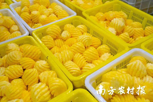 如今,小菠萝成为徐闻果农地里的香饽饽。