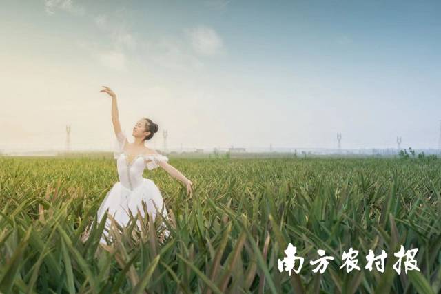 春分时节,舞动菠萝的海。