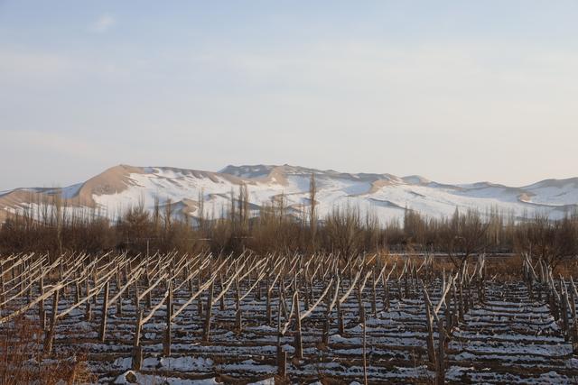 敦煌冬日高大沙山与防护林,绿洲.受访者供图