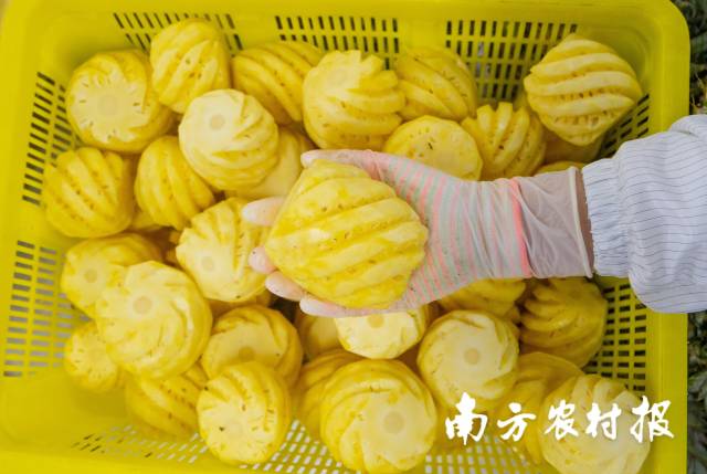 徐闻在全国范围内率先发布鲜切菠萝标准。