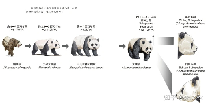 始熊猫从食肉动物进化成既吃肉又吃竹子的杂食性小种大熊猫,体形也变