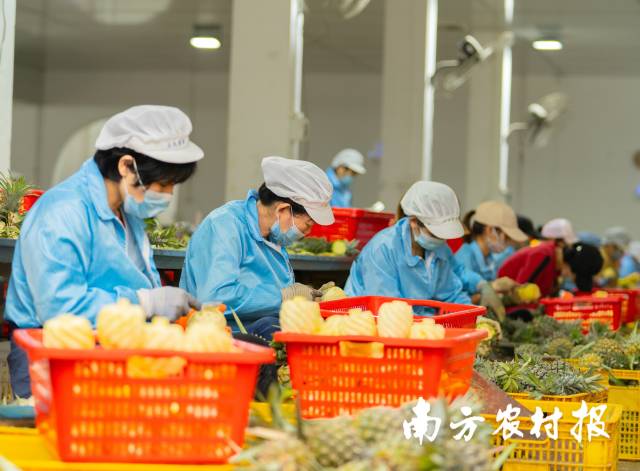 鲜切菠萝销售火热,车间工人正在加紧生产。