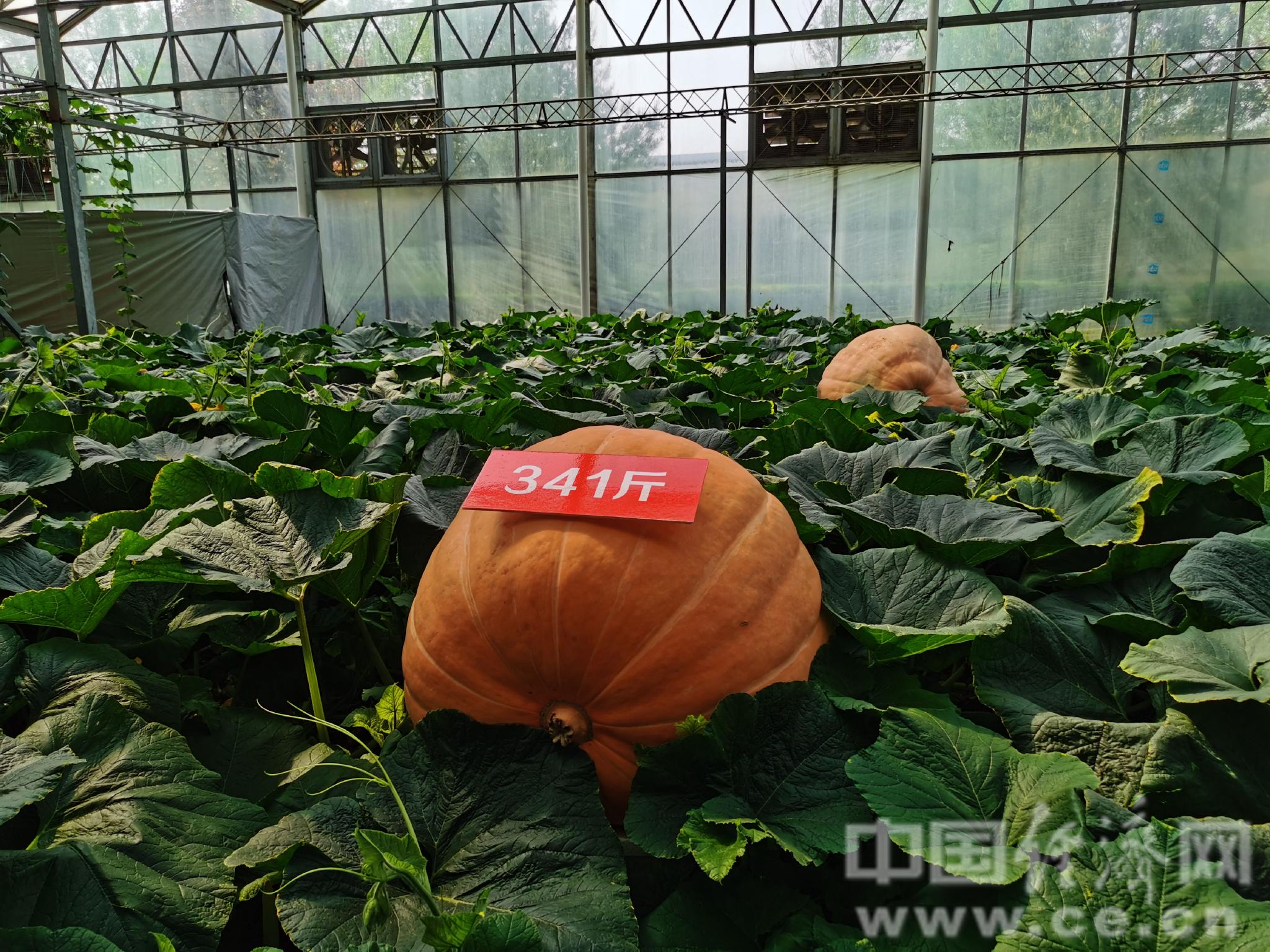 菜博会展馆内重达341斤的巨型南瓜.韩肖/摄