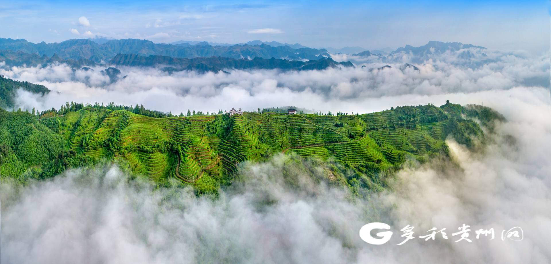 螺蛳壳茶山 卢桃 摄