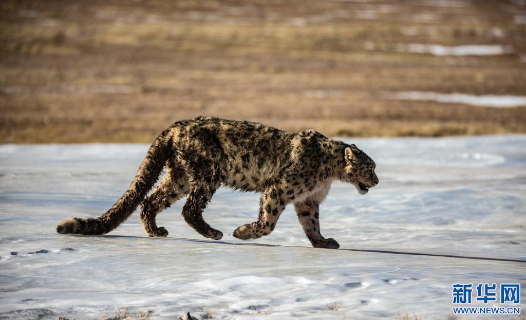 新华社发(边巴摄)