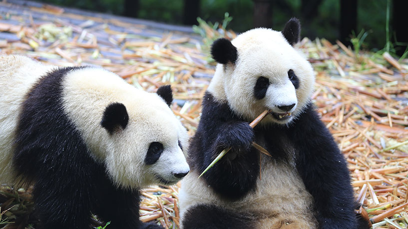 ▲大熊猫繁育研究基地的明星熊猫。来源：大熊猫繁育研究基地官网