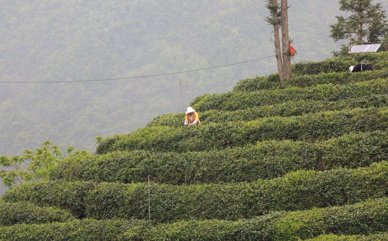 茶叶已经成为陕南秦巴山区农民增收的主导产业