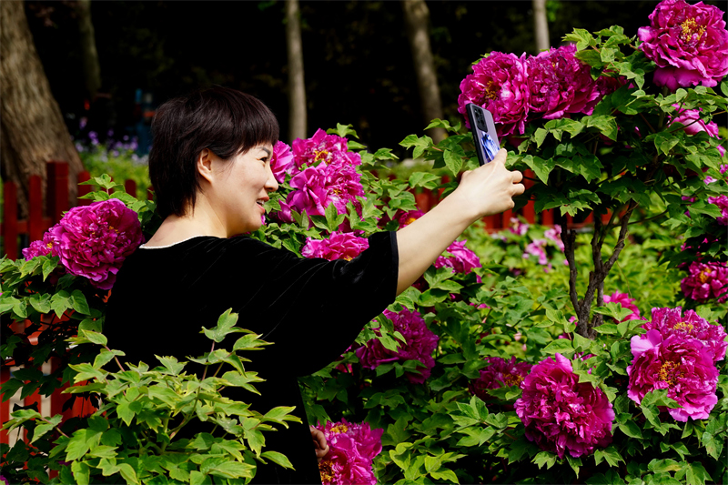 4月18日,游客在河北省柏乡县汉牡丹园游览.新华社记者 牟宇 摄