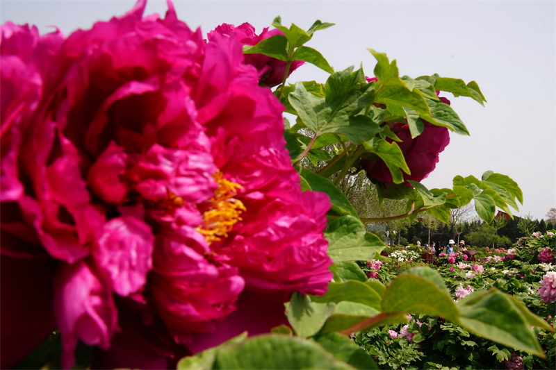 4月18日,游客在河北省柏乡县汉牡丹园游览.新华社记者 牟宇 摄