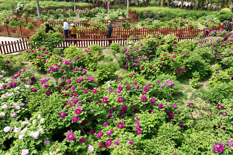 4月18日,游客在河北省柏乡县汉牡丹园游览.新华社记者 牟宇 摄