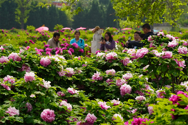 4月18日,游客在河北省柏乡县汉牡丹园游览.新华社记者 牟宇 摄