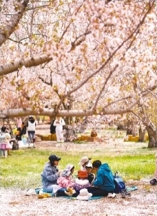 游客来到樱花园踏青休闲。祝龙摄