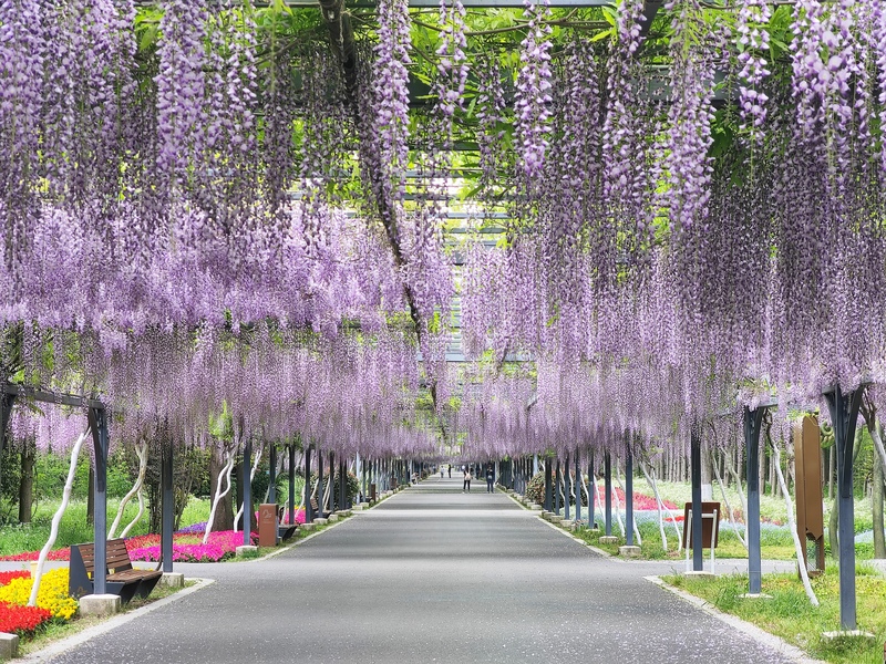 千米紫藤花长廊养护团队负责人汪麟告诉记者,游客们看到的这些紫藤花