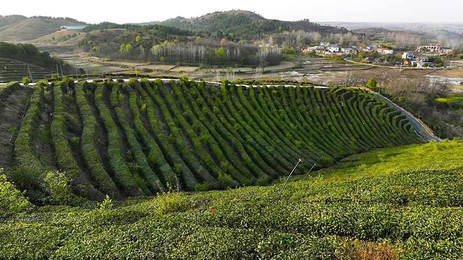 发现信阳别样之美丨金像名家眼中的山水茶都