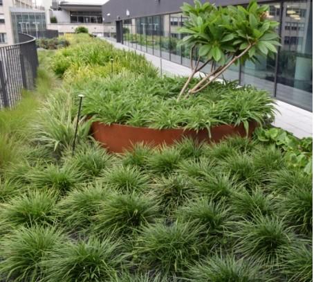 悉尼科技大学UTS 7号楼的绿色屋顶与屋顶太阳能热水系统