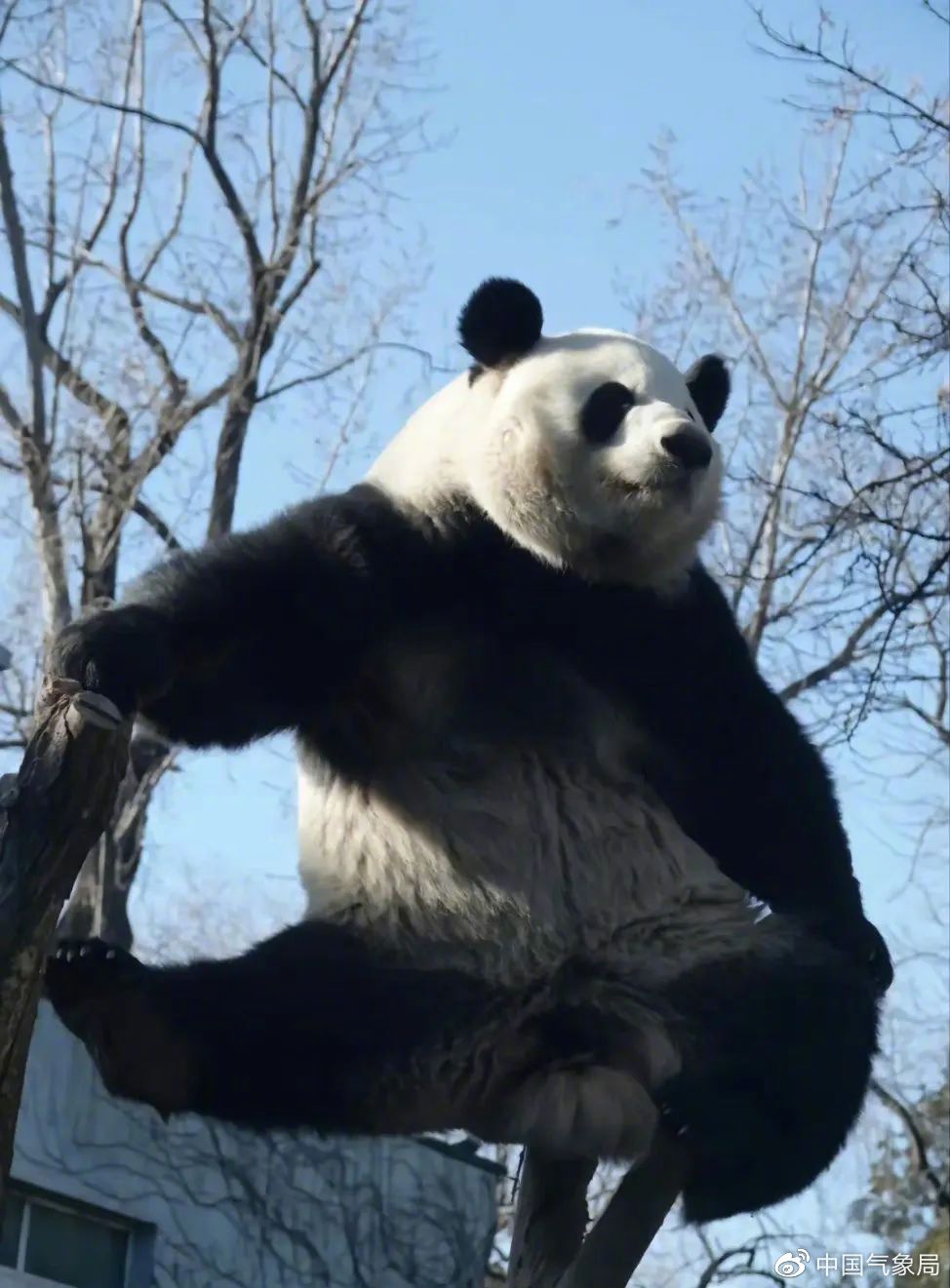 大熊猫"萌兰"再现经典一字马 图/新浪微博@睡得香的猫cy