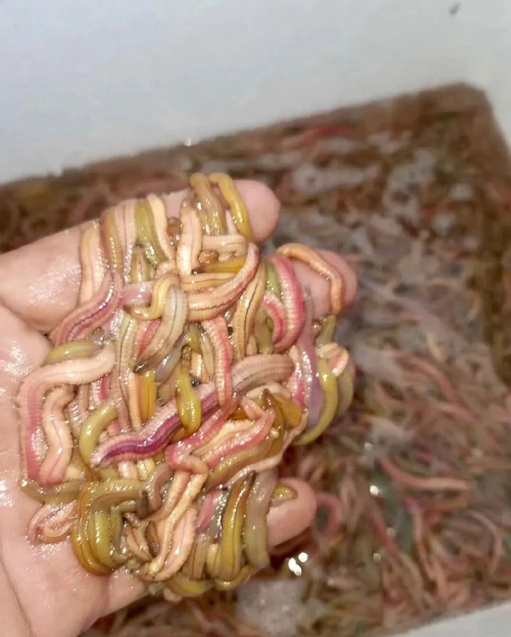 吃过广东神湾禾虫,灵魂都会跟着蠕动__财经头条