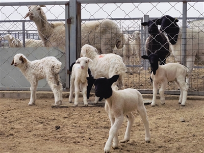 和林县肉羊养殖户养殖的杜泊羊
