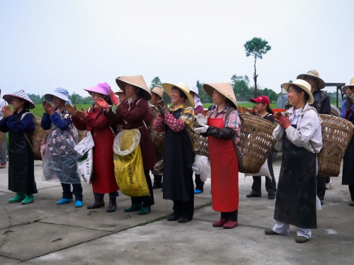 参与大马士革玫瑰采摘的部分村民们