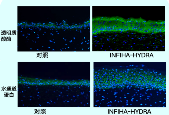 图说-华熙生物润百颜INFIHA-HYDRA保湿功效效果（透明质酸合成酶表达-上、水通道蛋白表达-下）