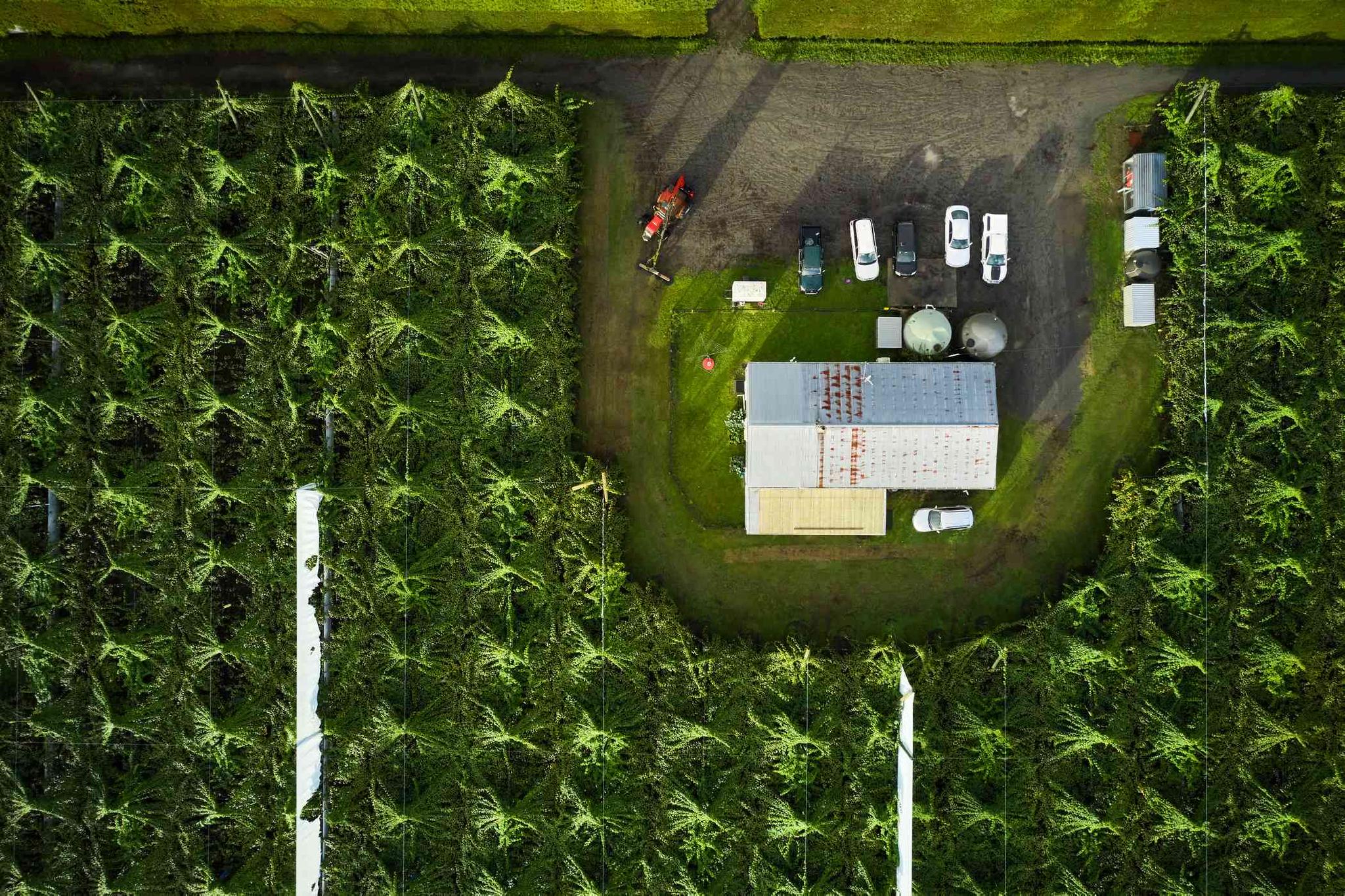 果园中整齐划一的奇异果果藤