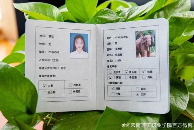 此外,地处西北的兰州大学给学生发放"骆驼驾驶证"↓网友:"云南人骑