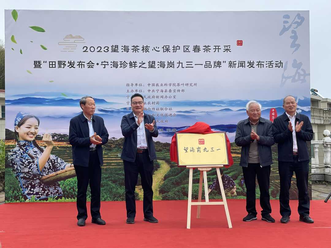 宁波宁海望海茶核心保护区春茶开采