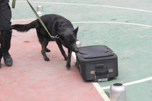 警犬搜毒表演