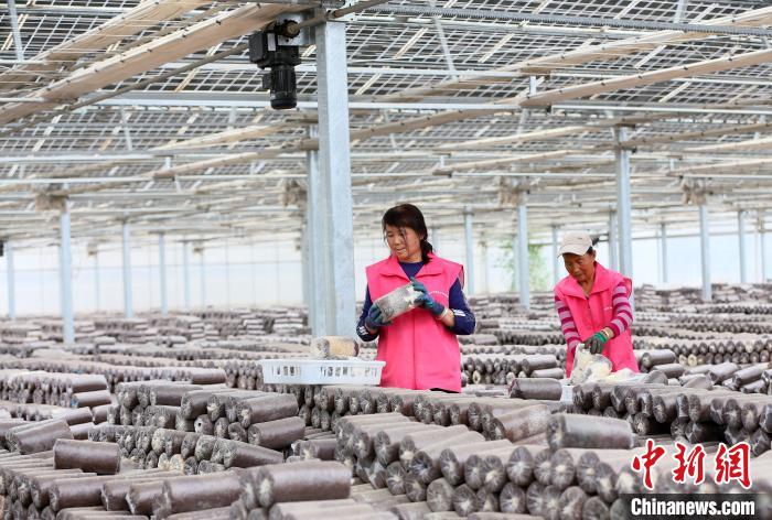 　　2020年4月，甘肃庆阳市华池现代农业菌光互补示范产业园，村民在光伏板大棚内种植菌棒。(资料图) 高展 摄