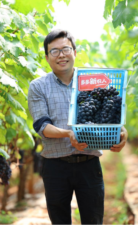 ▲7年前，谢彬从浙江一家国企辞职，来到云南建水种植葡萄。段玉良 