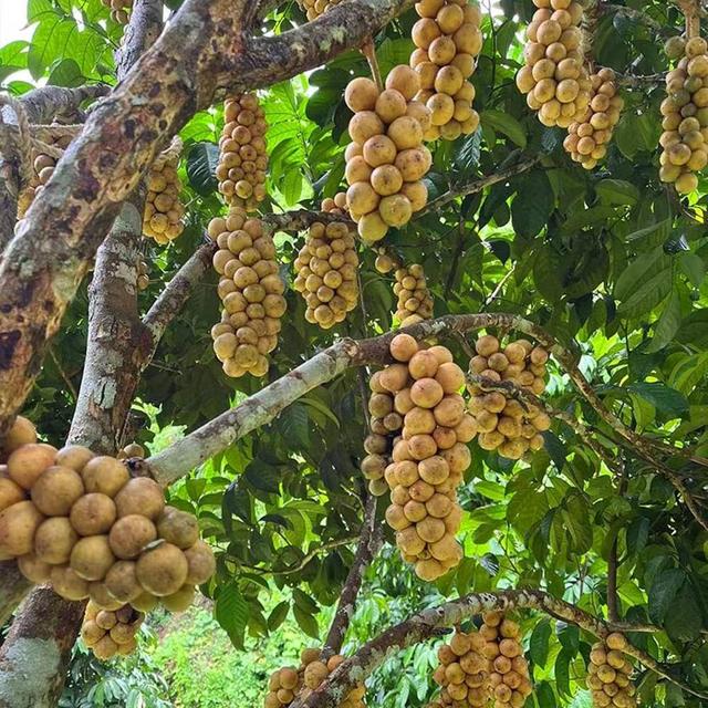 (图:盒马泰国龙宫果基地)