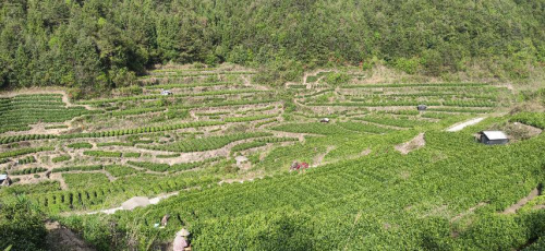 遂昌云谷农产品专业合作社基地