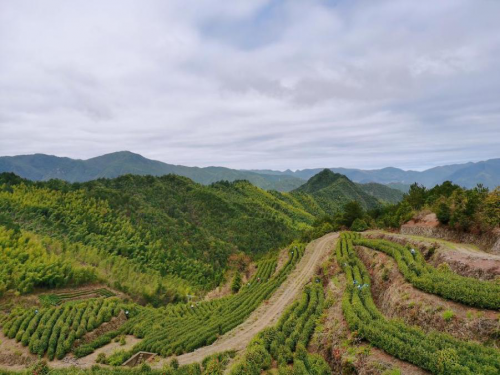 遂昌云谷农产品专业合作社基地