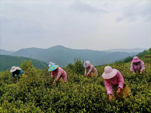 遂昌云谷基地春季采茶