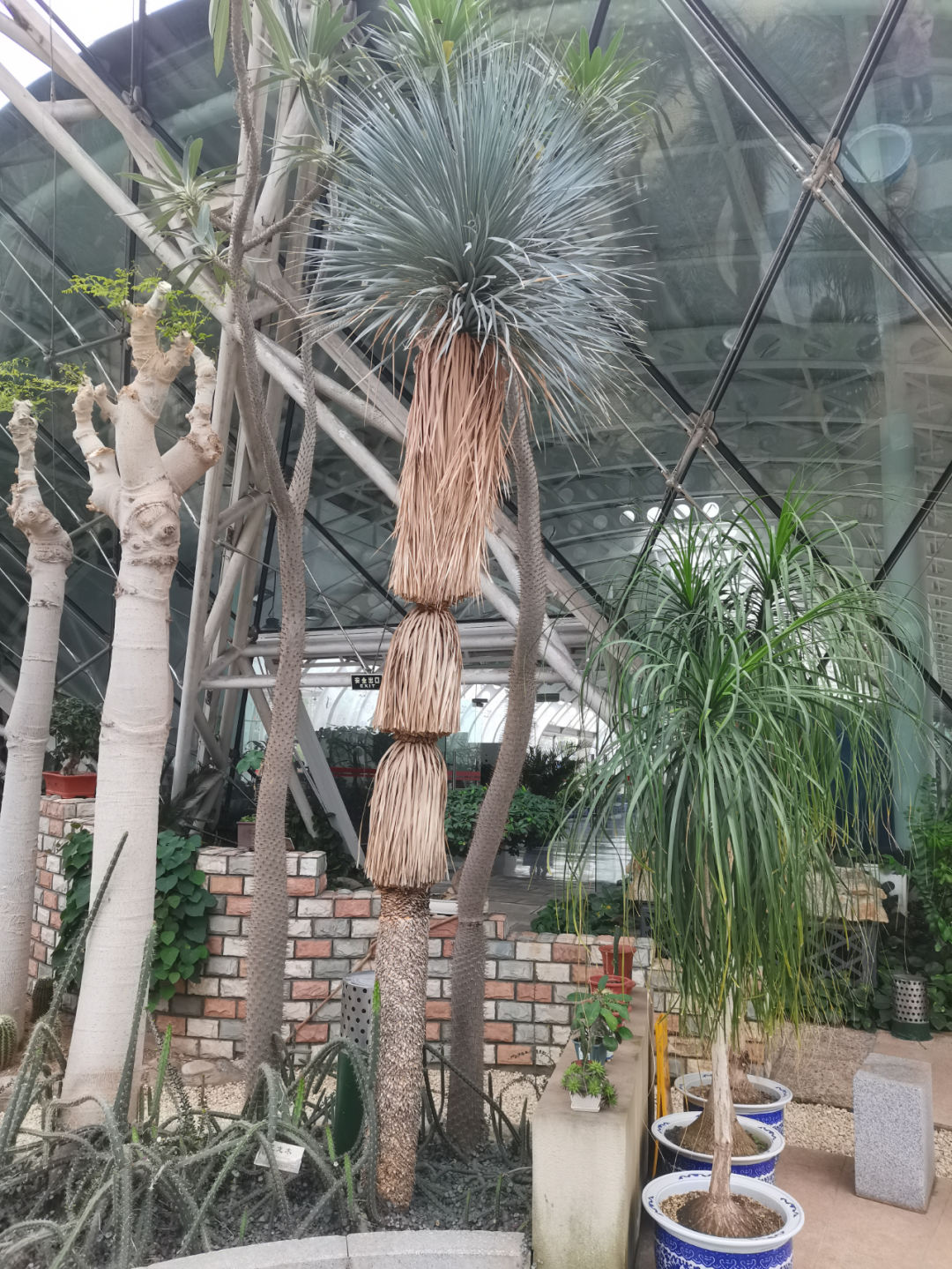 4月29日泰达热带植物园恢复开园!|植物园_新浪财经_新浪网