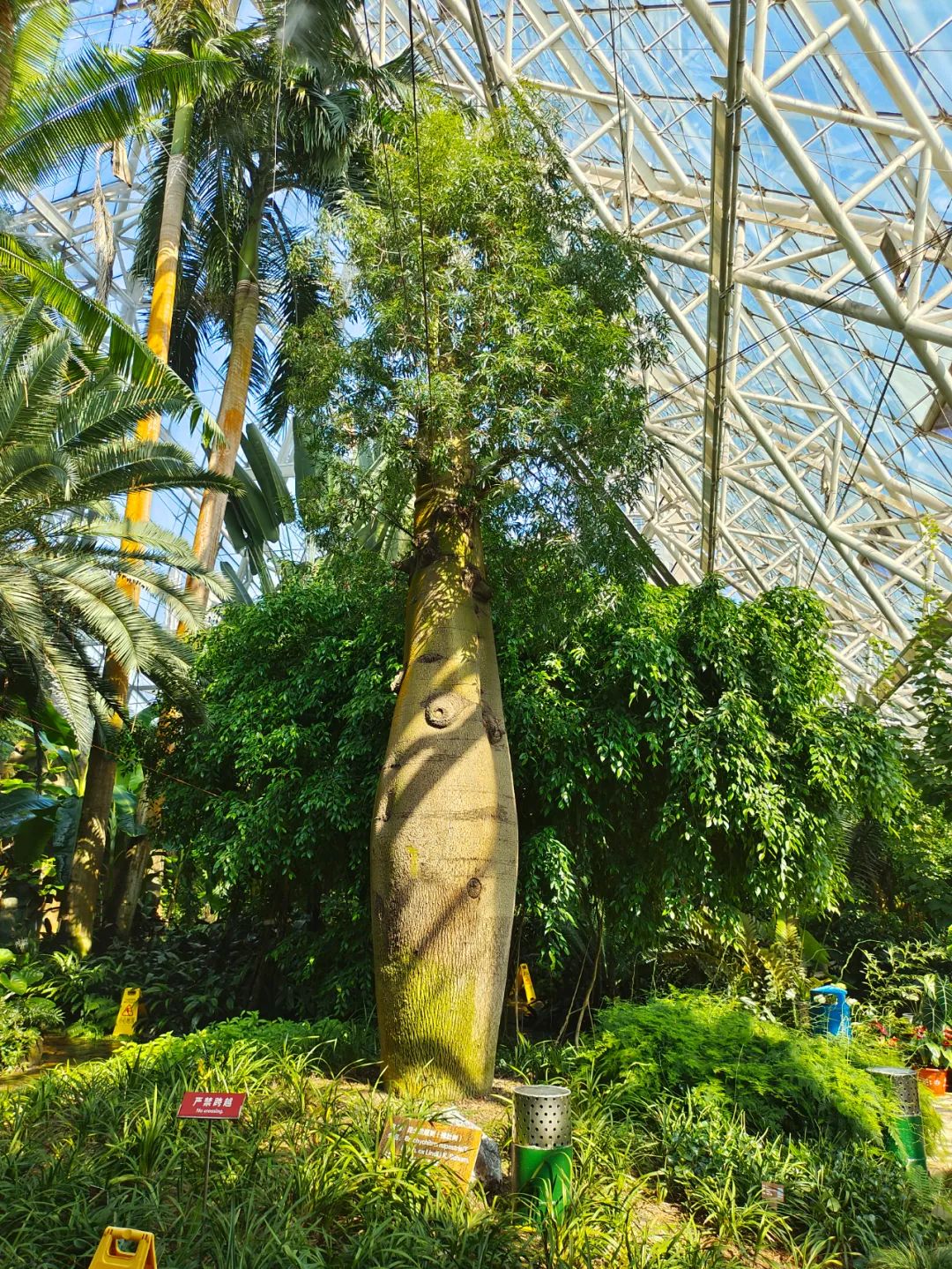 4月29日泰达热带植物园恢复开园!|植物园_新浪财经_新浪网