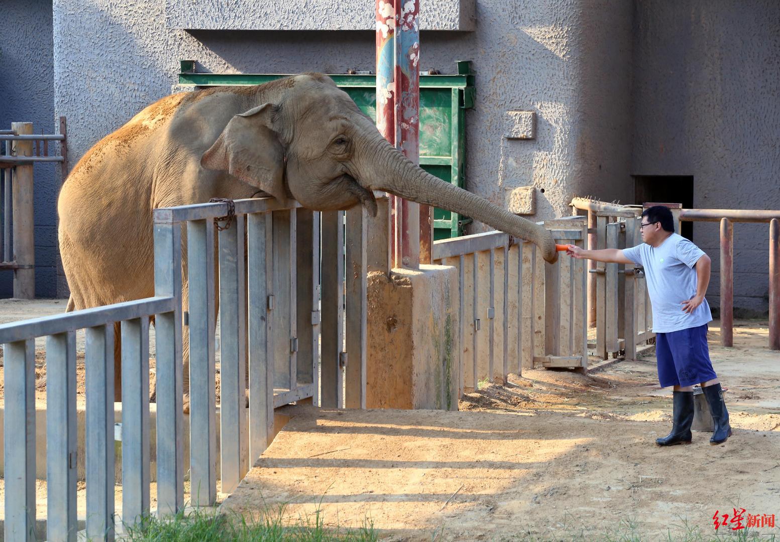 ↑南京红山森林动物园，饲养员给大象喂食
