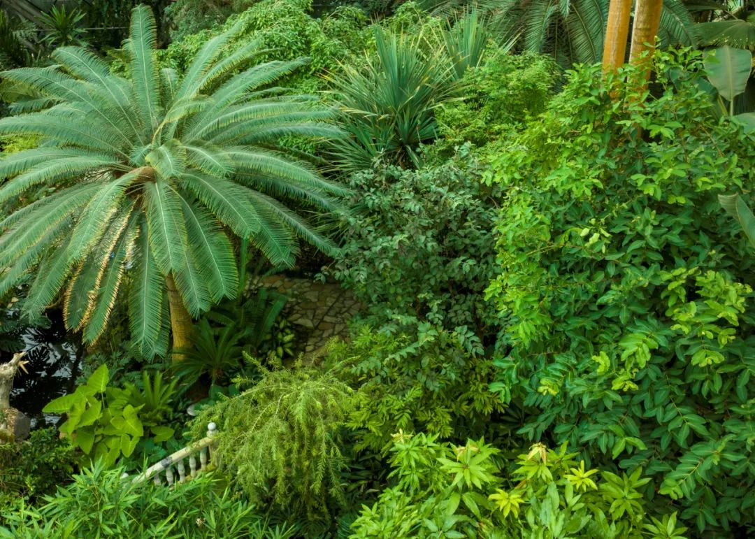 泰达热带植物园图片